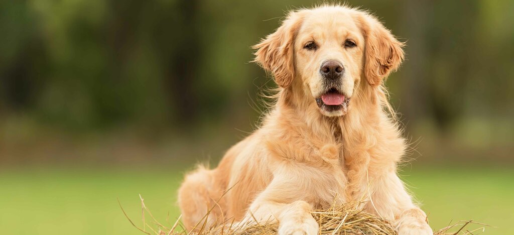 CANE. IN BASE ALLA RAZZA, LA TUA PERSONALITÀ.