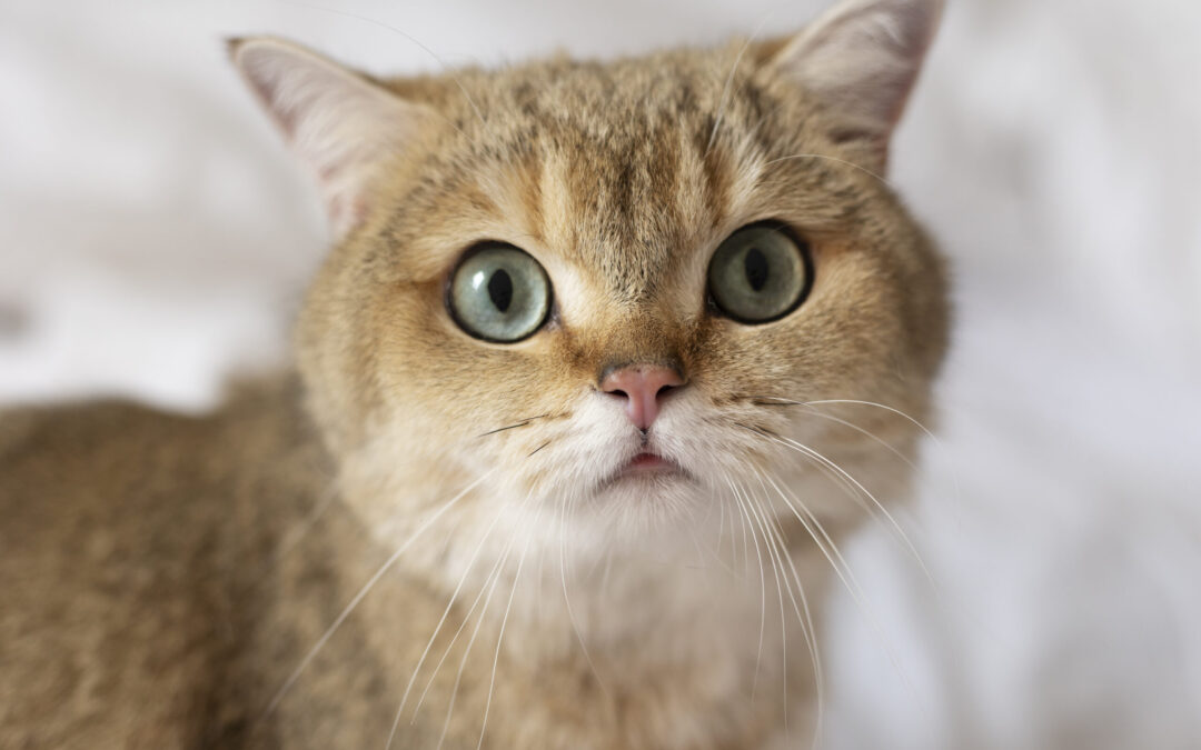 IL GATTO. ALIMENTAZIONE E CURA QUOTIDIANA