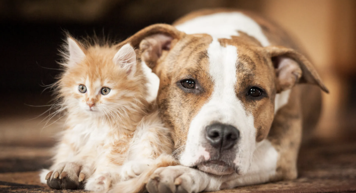 IN VIAGGIO CON CANI E GATTI: NUOVE REGOLE